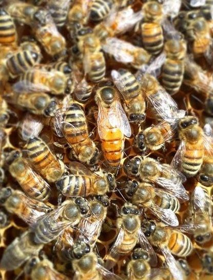 SAHARIENSIS Matki pszczele MIODNOŚĆ!!! unasiennione odkłady 2026 r.