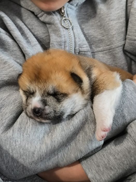 Akita Inu ZKwP/FCI