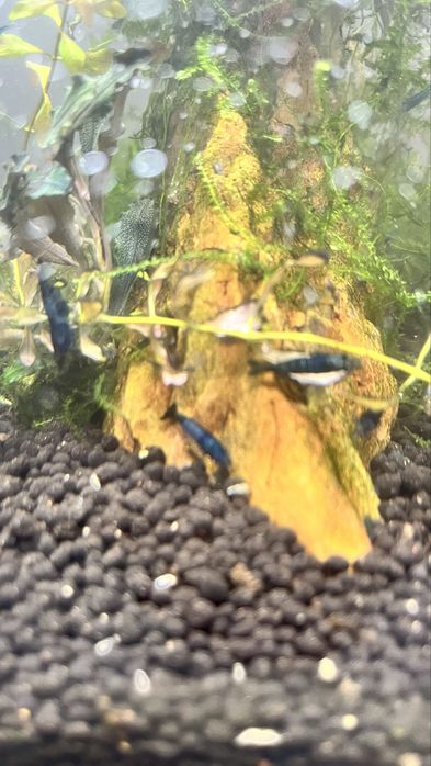 Neocaridinas Juvenis, blue dream e Red Fire, Caridinas