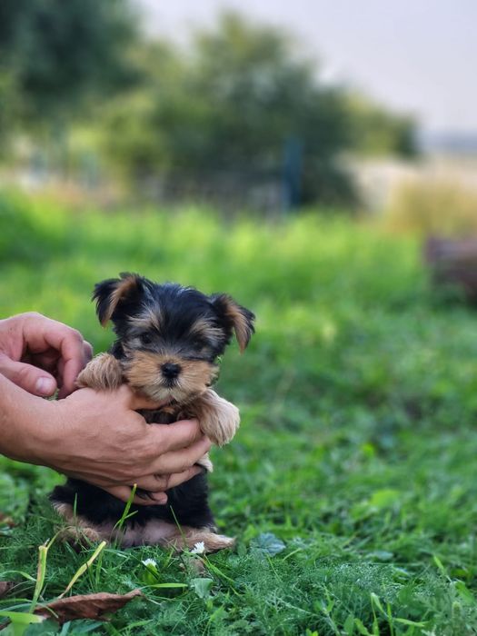 Йоркширський тер'єр, який читає настрій краще за тебе