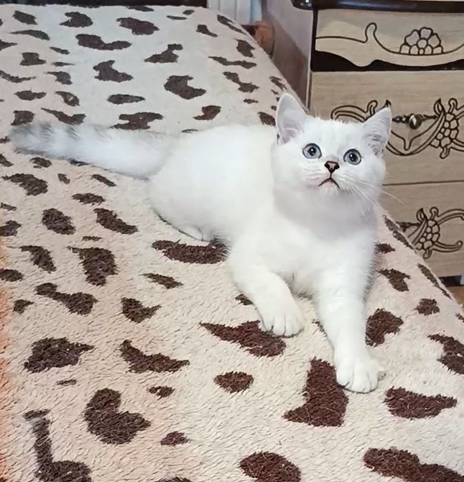 Мальчик шиншилла поинт