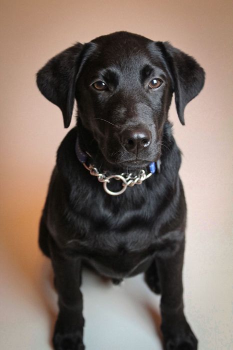 Фотограф, Фотограф