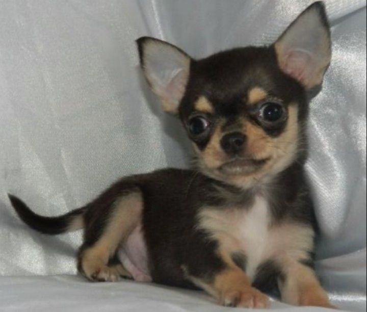 Подарки к РОЖДЕСТВУ .