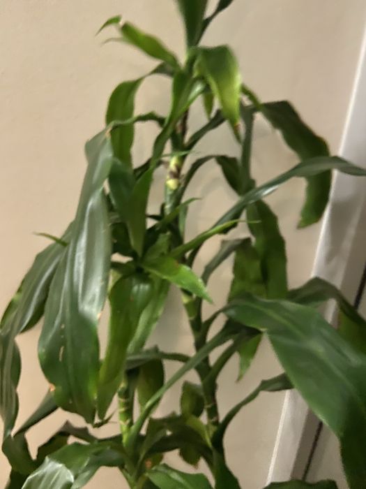 Wysoka Dracenta ponad 1m