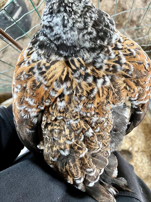 BRAHMA MIL FLORES ( OVOS )