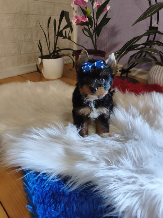Yorkshire terrier śliczny szczeniaczek