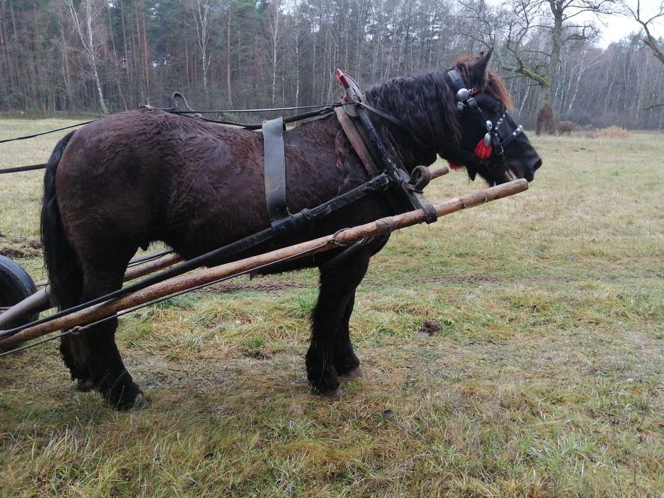 Sprzedam klacz karą 5 lat
