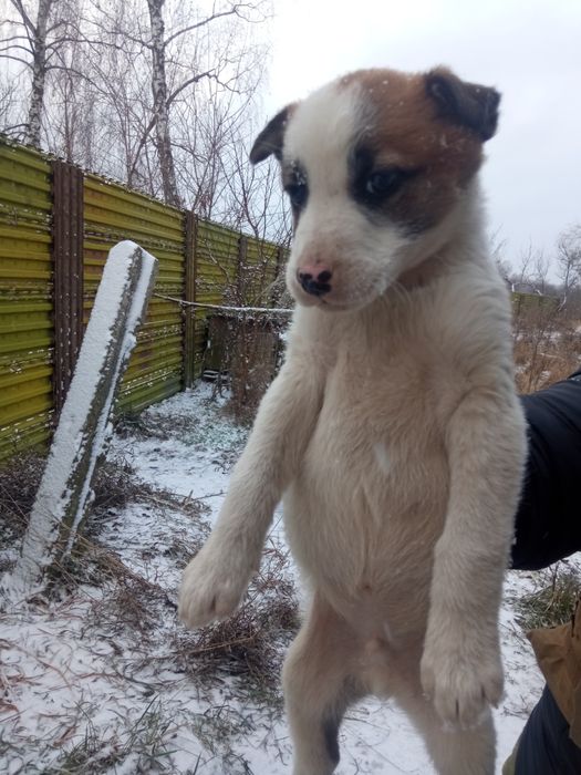 Маленькие щенки в добрые руки