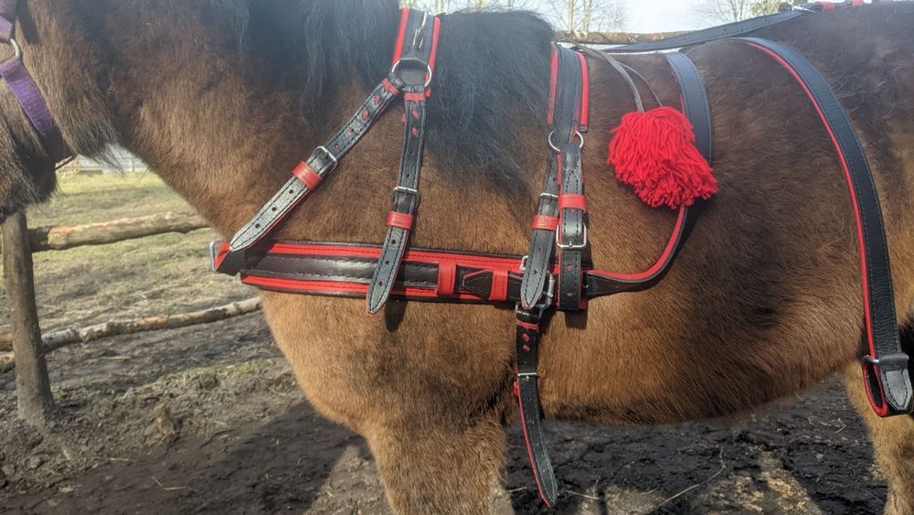 Szory  puszorek  na kucyka