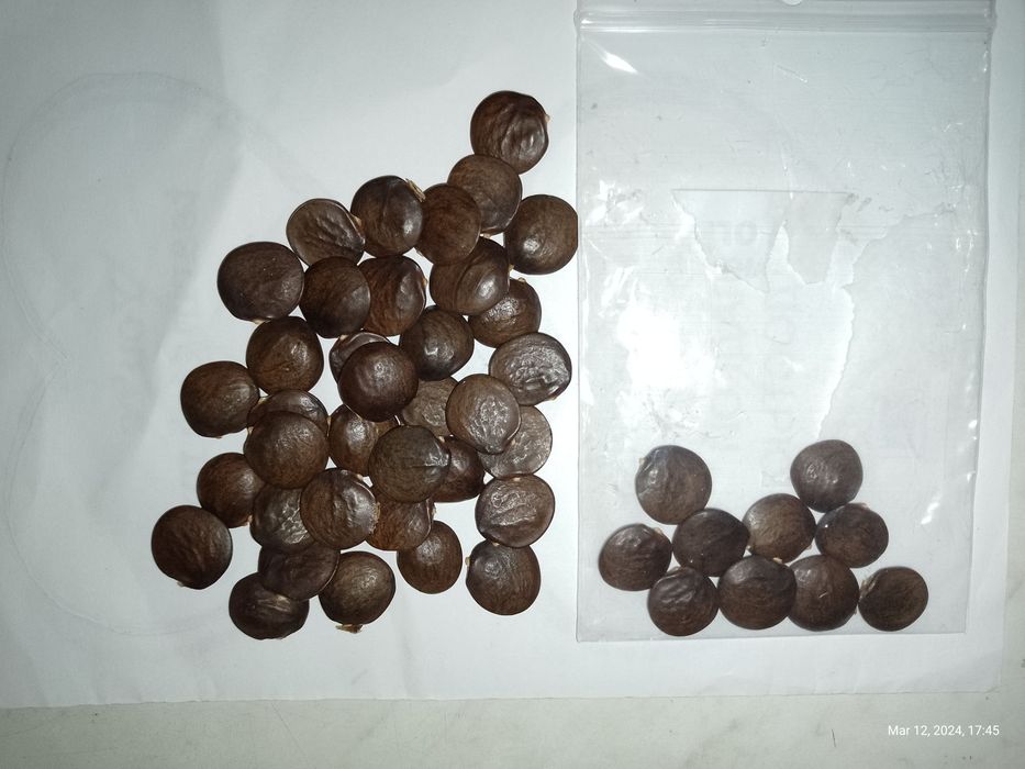 Семена Глициния китайская 10 шт. Насіння Гліцінія бузкова