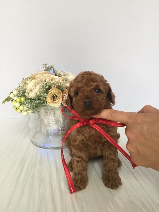 Ідеальний VIP Той-Пудель для вашого дому