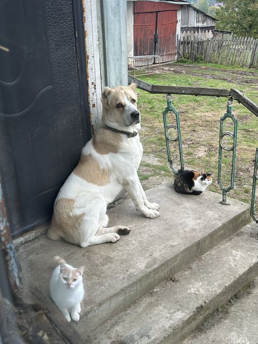 алабай середньо-азійська вівчарка