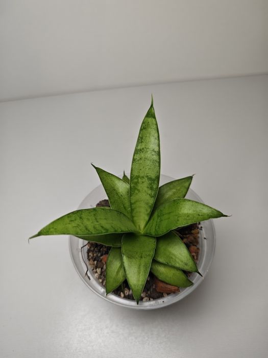 Sansevieria Kumara