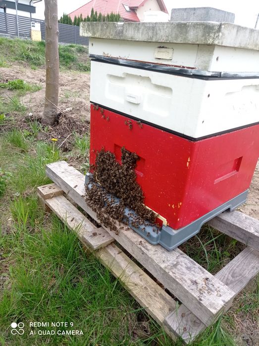 Odkłady pszczele na ramce wielkopolskiej
