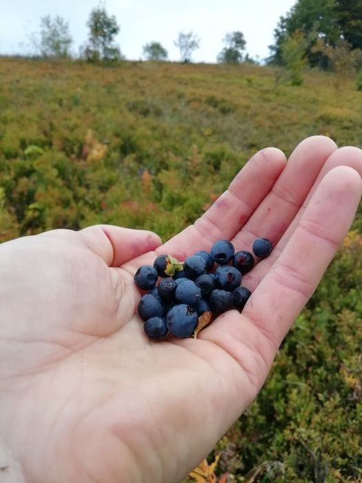 Чорниця сушена, карпатська (сушеная черника с Карпат),100 грам/240 грн