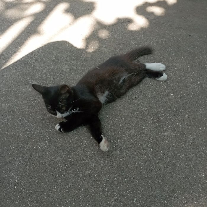 Отдам котят бесплатно