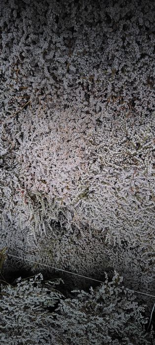 Zatrwian tatarski tegoroczny cena okazyjna