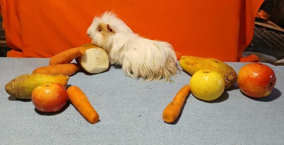 Морська свинка, порода шелті.