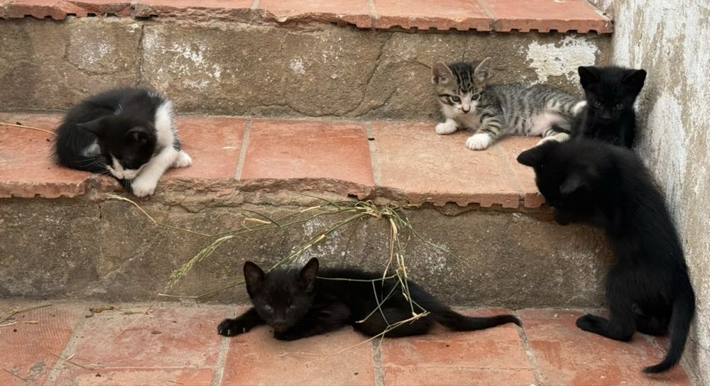 Gatinhos bebés para adoção responsável