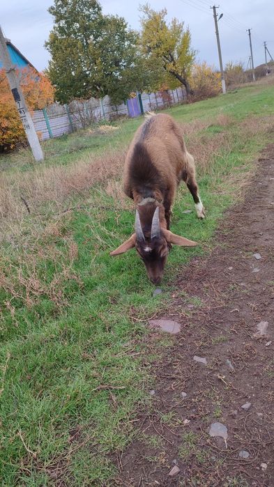 Продам Козу разом з Цапом