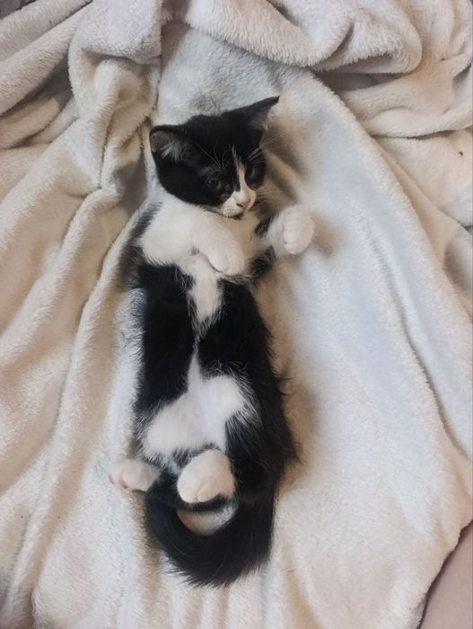 Шукаємо люблячі родини для двох кошенят!