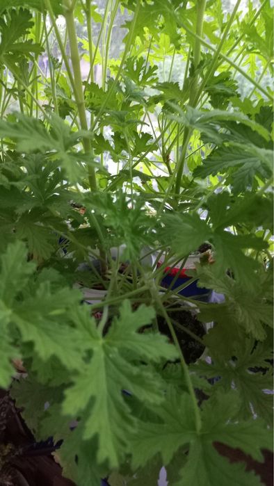 Герань лимонная