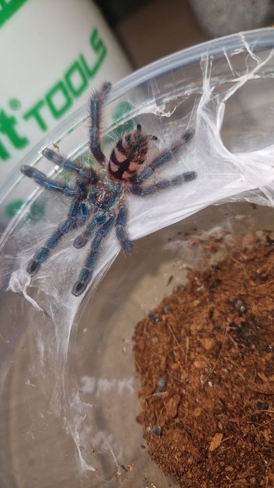 Caribena Versicolor samce 3dc
