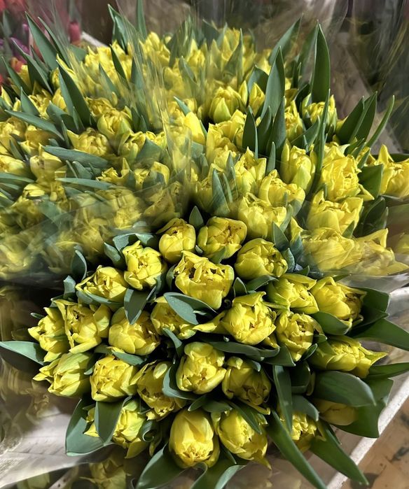 Цибулини тюльпанів на кг мікс