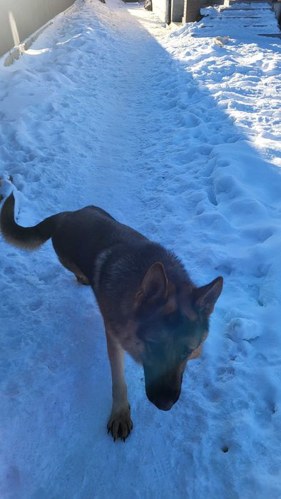 Продам  Цуценят Німецької Вівчарки