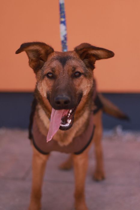 Młoda,  pogodna, lojalna. Wspaniała suczka Zoja poleca się do adopcji
