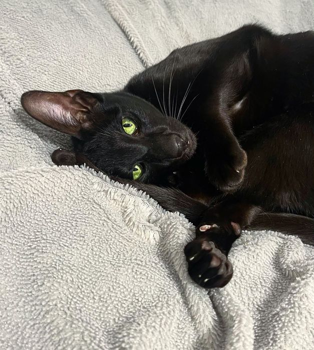 Оріентальна киця шукає кота на в’язку