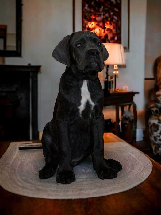 Продається Кане-Корсо