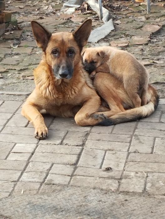 Щенки немецкой овчарки