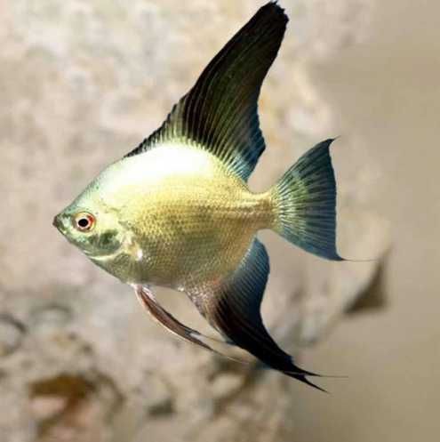 Skalar bulgarian green - Rybki do akwarium | Hodowla Łajski