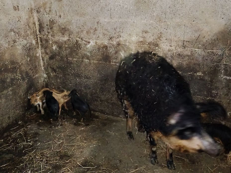 Leitões mangalitsa porco ovelha