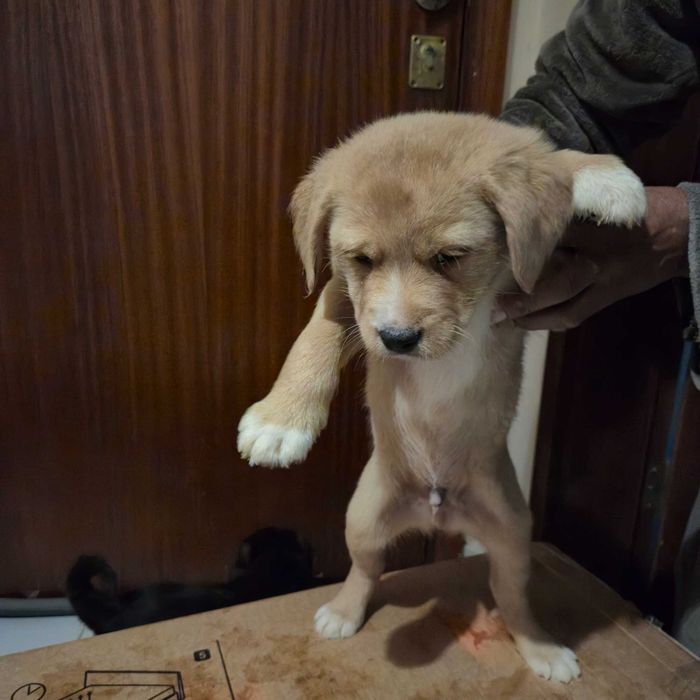 Cães bebés para dar