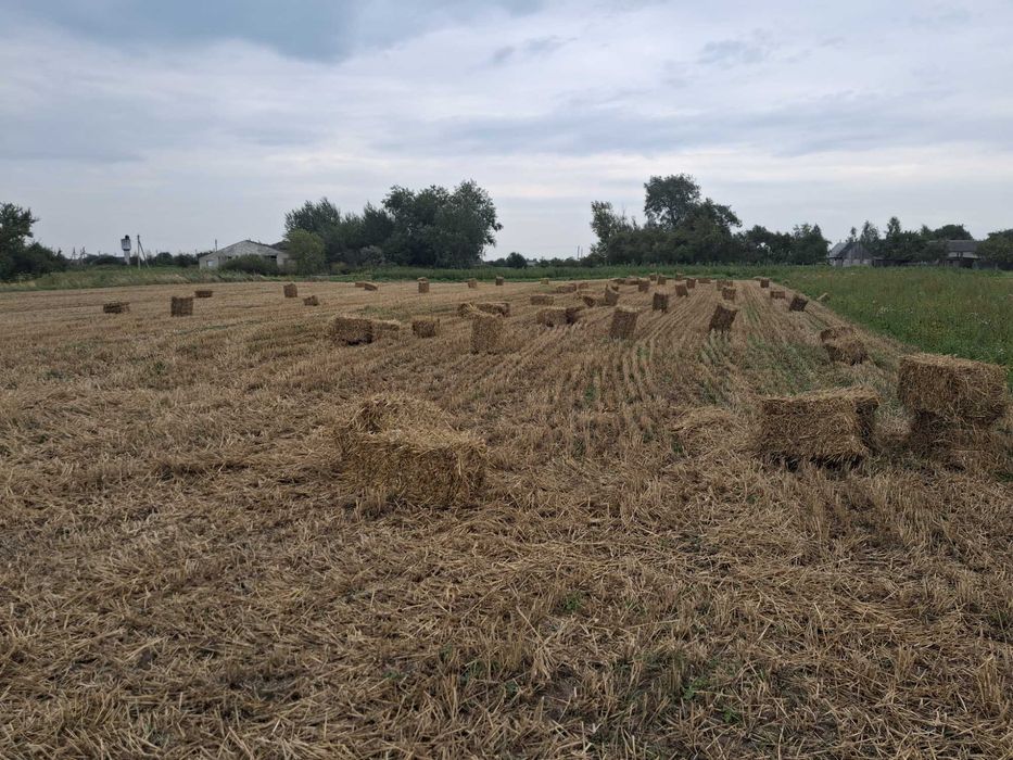 Продам солому в тюках пшениці,овса внаявності 1000 тюків...