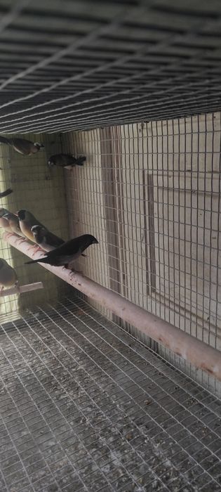Cedo bengalins do Japão