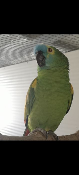 Macho amazonas aestiva xanthoperyx /troca
