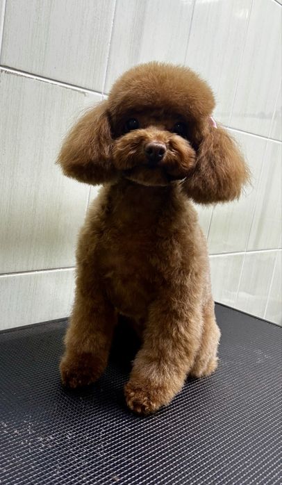 Грумінг. Стрижка собак. Шукаємо модель на грумінг.