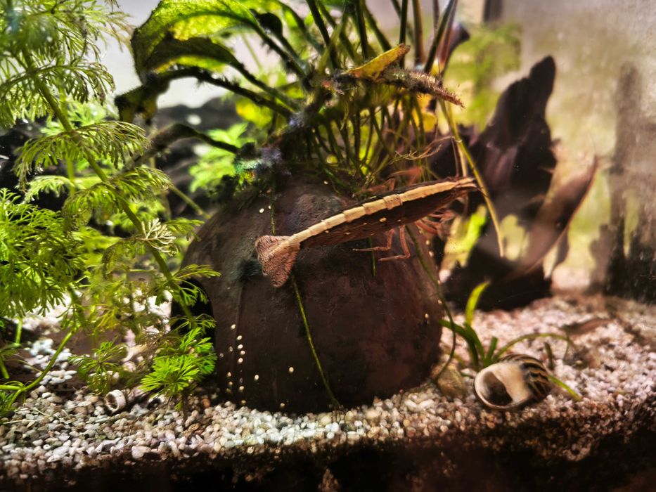 Akwarium 50L, 60x30x30, rybki, filtr kaskadowy, lampy, karmnik ozdoby