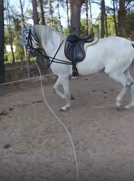 Cavalo Puro Sangue Lusitano