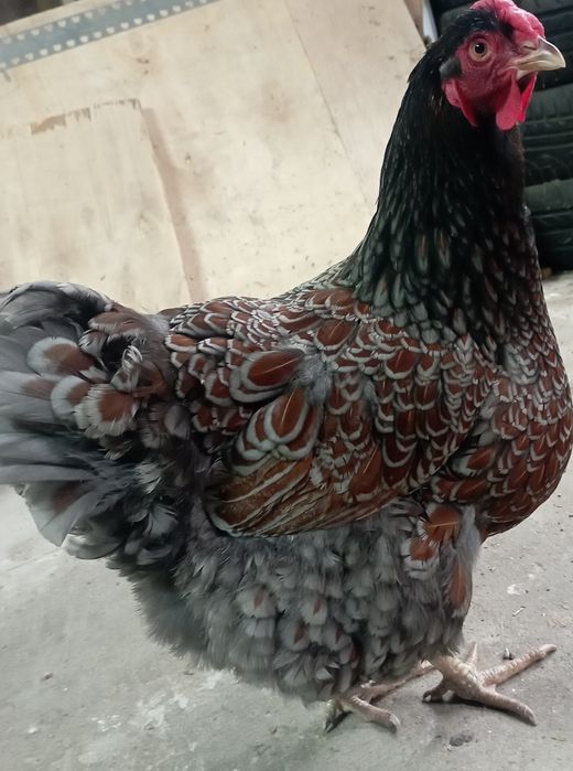 Jaja  lęgowe Wyandotte