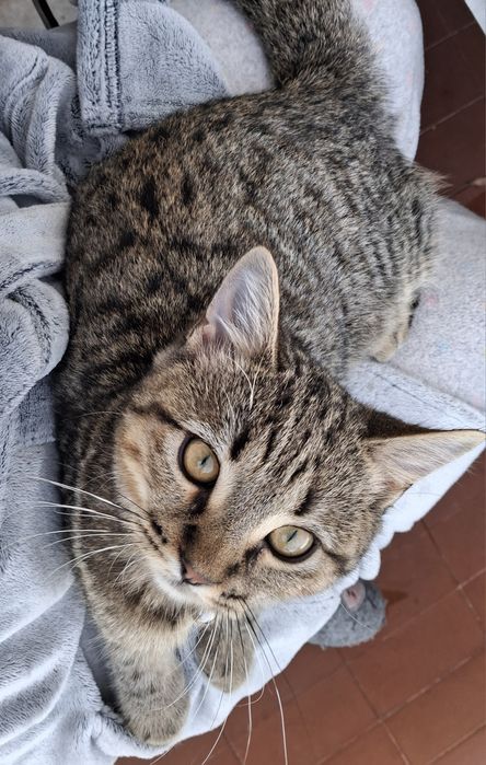 Gato british Shorthair tabby