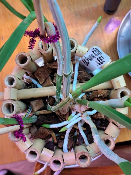 Орхидея  Горшок из бамбука для каттлеи орхидеи