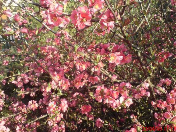 Pigwowiec sadzonki -chiński i japoński