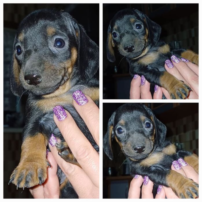 Продам щенков ТАКСА  остался 1 МАЛЬЧИК