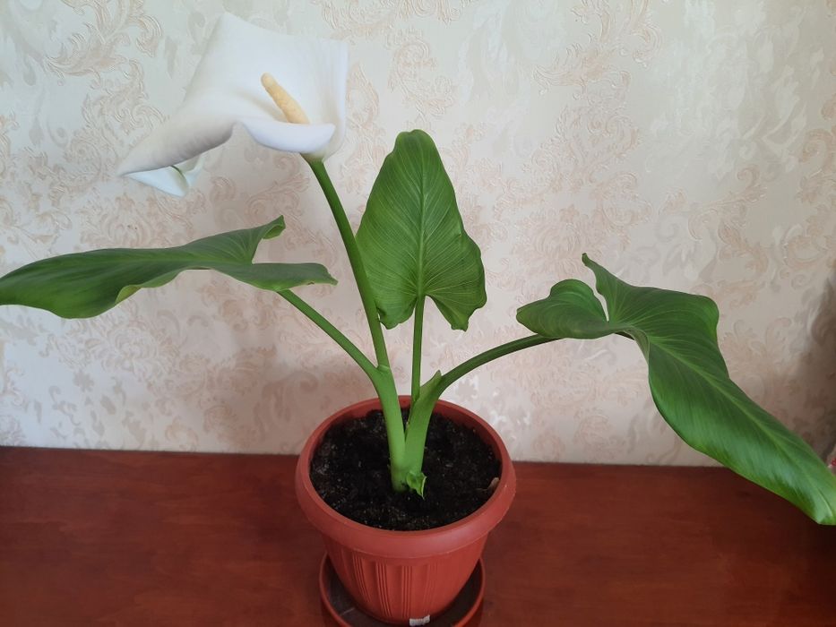 Калла, драцена комнатные цветы