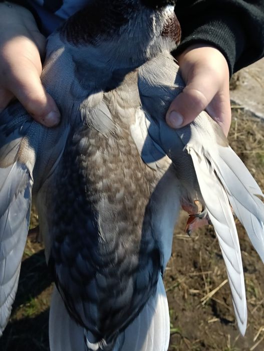 Kaczki call duck