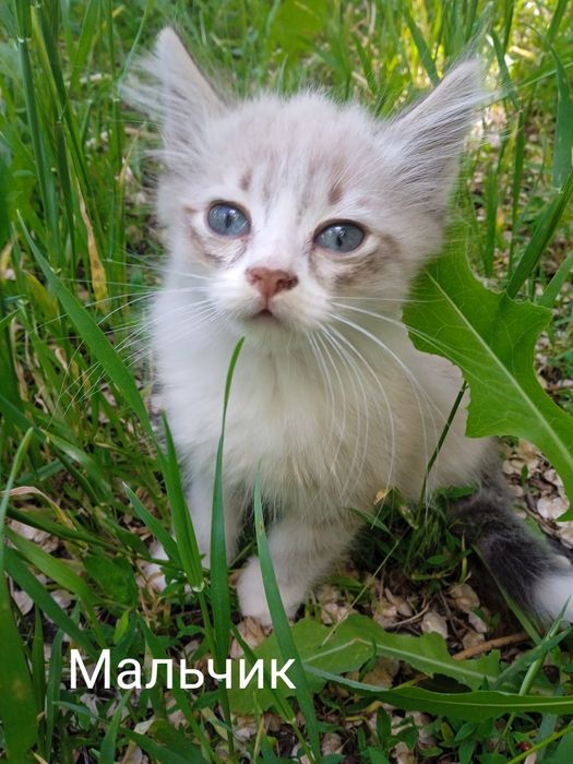 Віддамо кошенят у добрі руки безкоштовно
